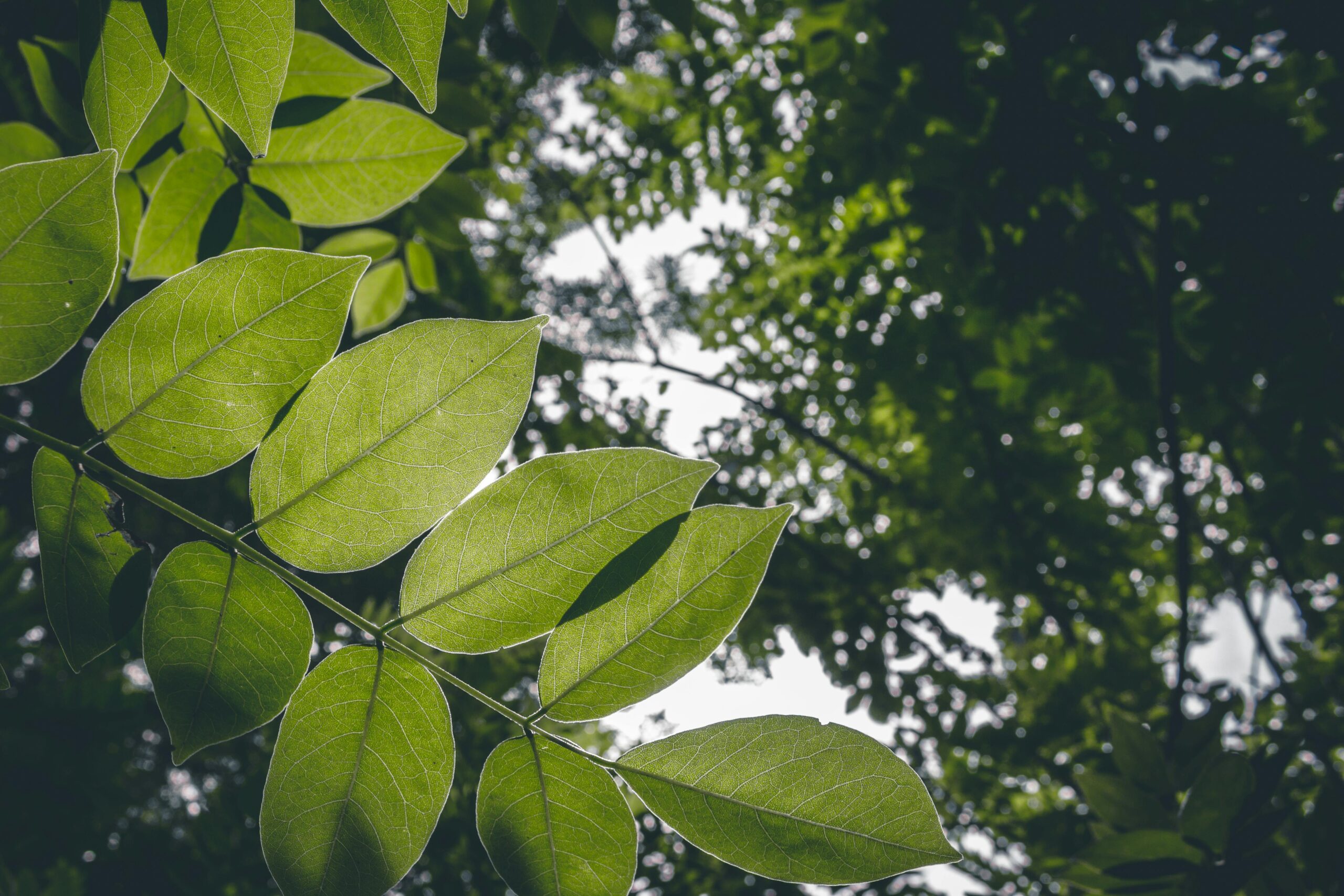 pexels-jeswin-1376401